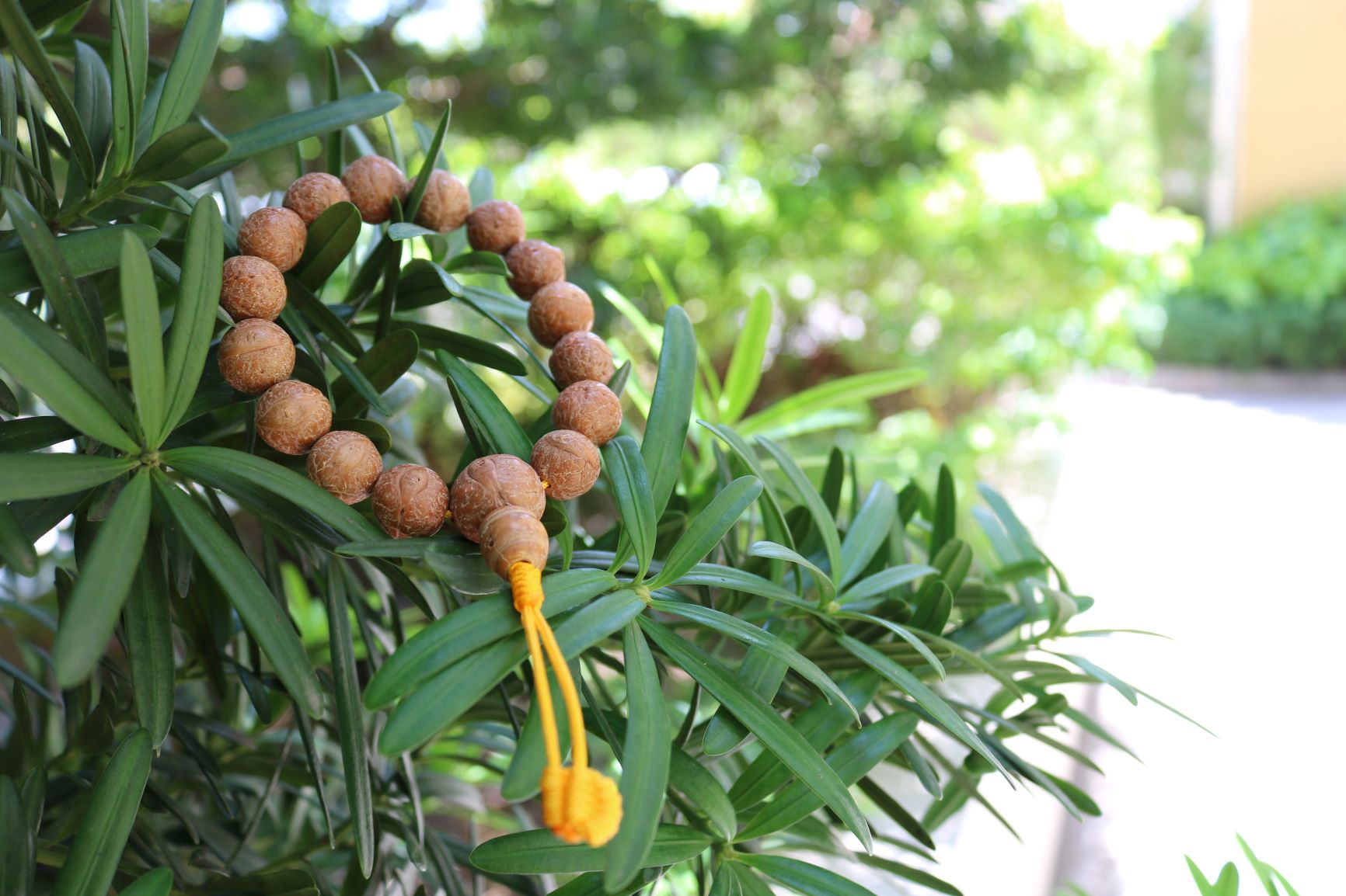 Nepali Handmade Bodhi Chitta Bracelet size 12-15mm