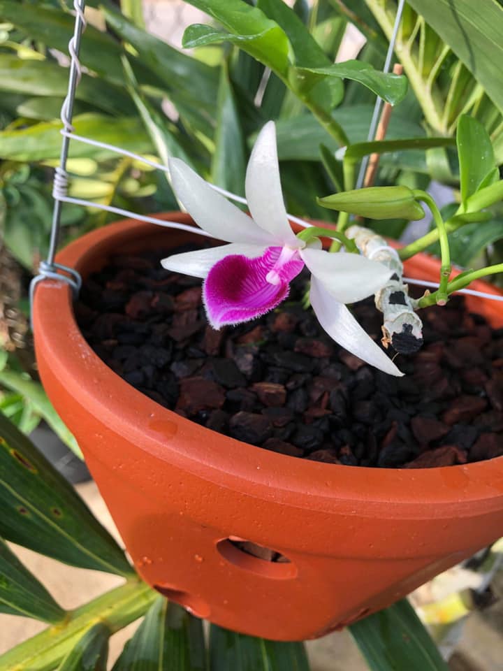 Hoa lan phi điệp bệt lâm xung cây 52 Tự Thụ