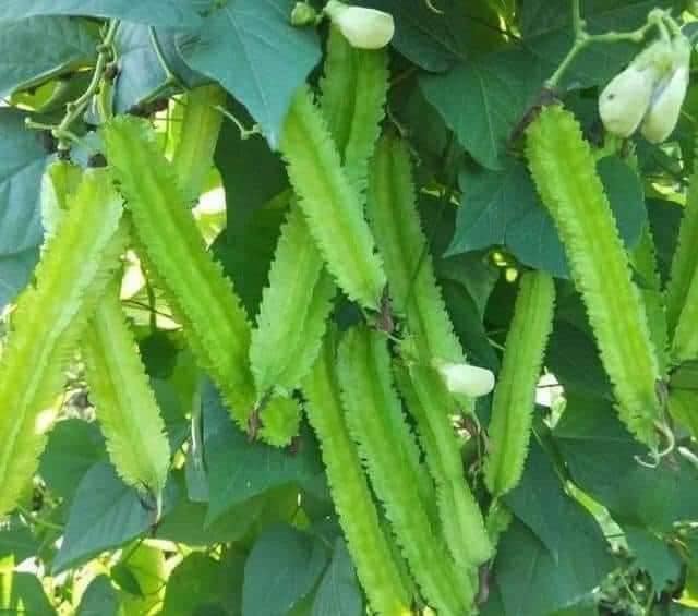 20GR/GÓI Hạt giống đâu rồng ( đâu khế) siêu trái