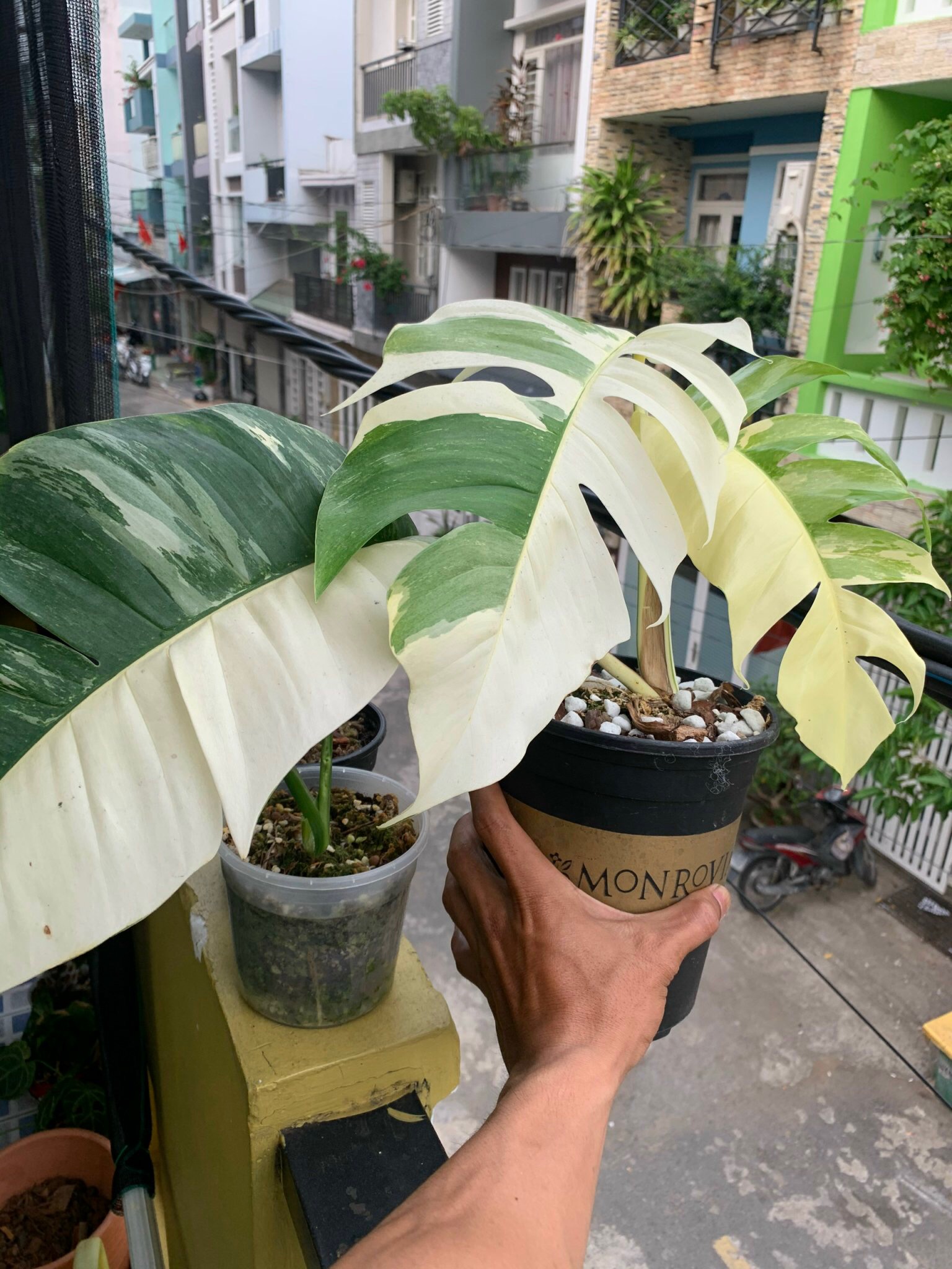 Trầu Bà Lá Xẻ Var (Pinnatum Albo)