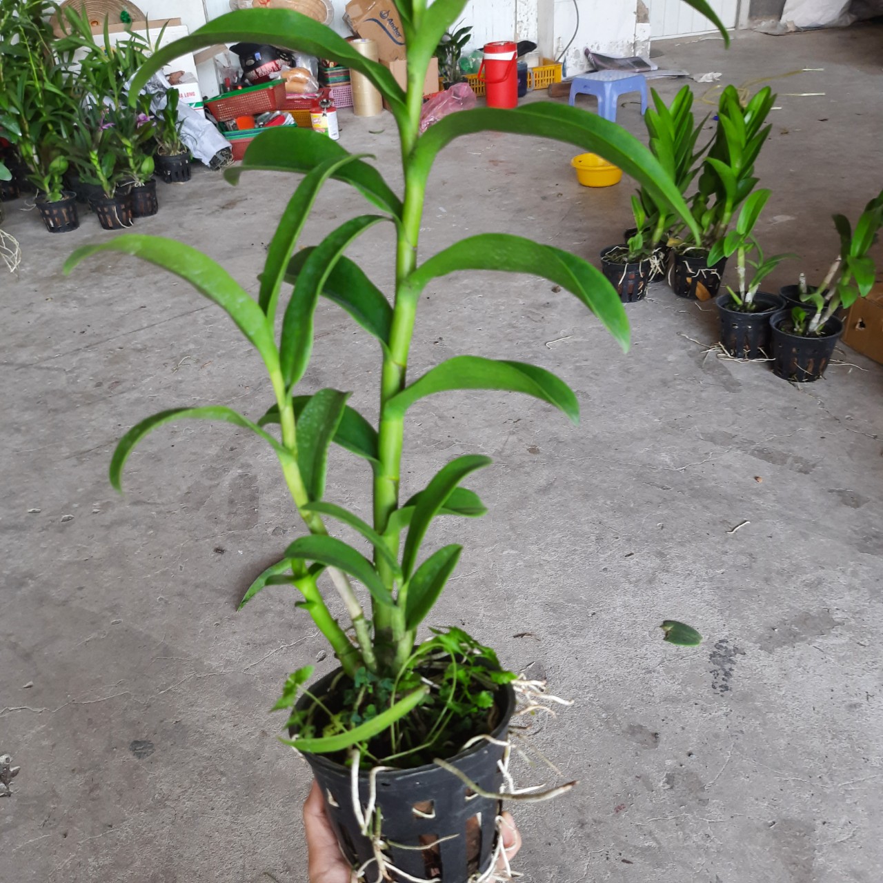 HOA LAN  DENRO 5 CÁNH TRẮNG QUỐC DÂN