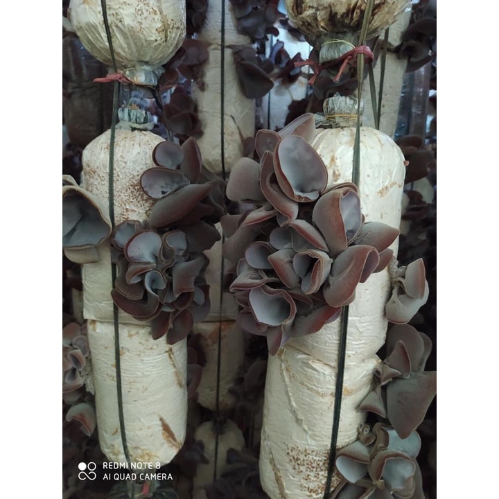 Phôi nấm Mộc nhĩ - (01 kiện 10 phôi)