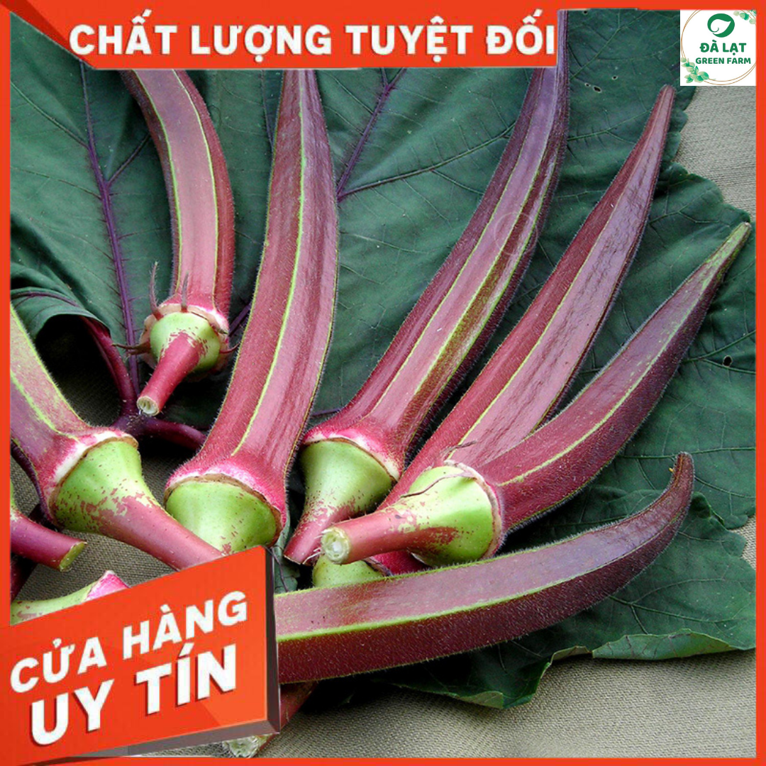 2GR_HẠT GIỐNG ĐẬU BẮP ĐỎ (NẢY MẦM CỰC CHUẨN)
