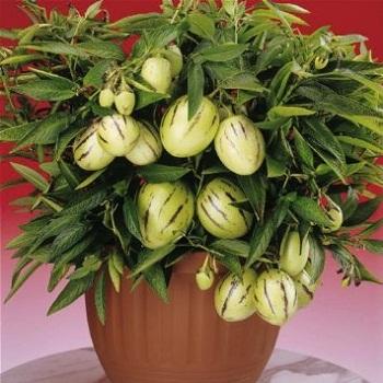 Hạt giống dưa hấu siêu ngọt F1 pepino - 5 hạt/gói