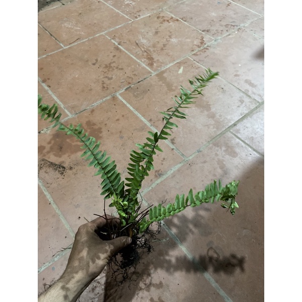 Dương xỉ cốt cắn(gốc giống loại có củ dùng được)