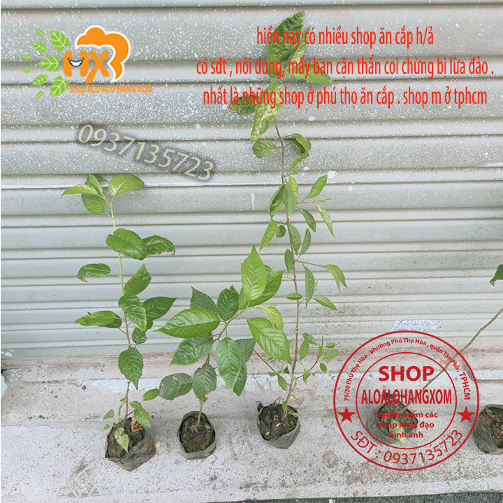 [HCM]combo 5 cây mai anh đào cây con [ cây giống ] .
