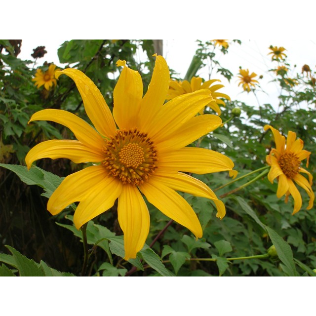 Hạt Giống Hoa Dã Quỳ -Nảy Mầm 80% - Rau Củ Quả Trồng Tại Vườn, Sân Thượng, Nông Trang, Ban Công