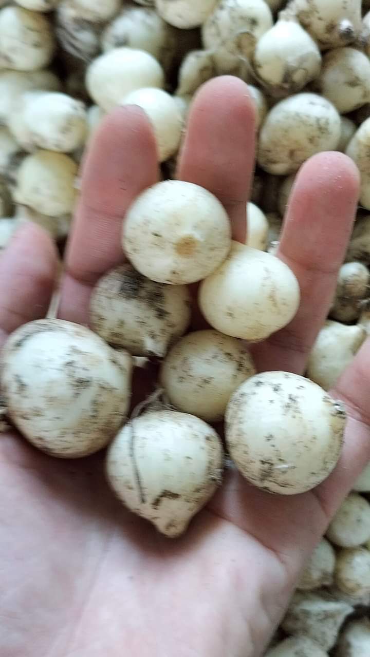 Hành tăm Nghệ AN Loại 1 CỦ TO