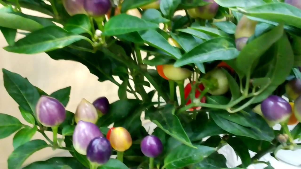 Gói 30 Hạt giống ớt kiểng ngũ sắc