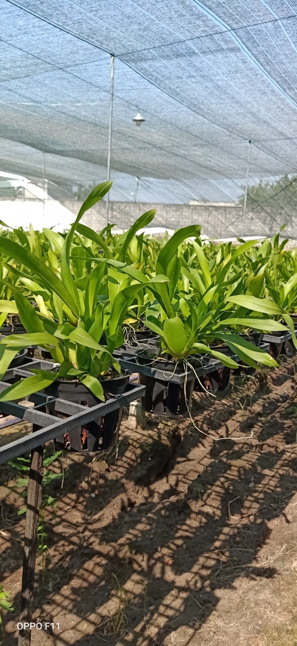 Chậu cây lan Vũ Nữ Vàng - dễ trồng, siêng hoa