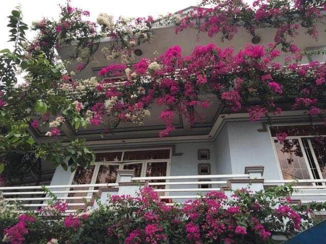 hoa giấy ngũ sắc (có tem chuẩn giống)