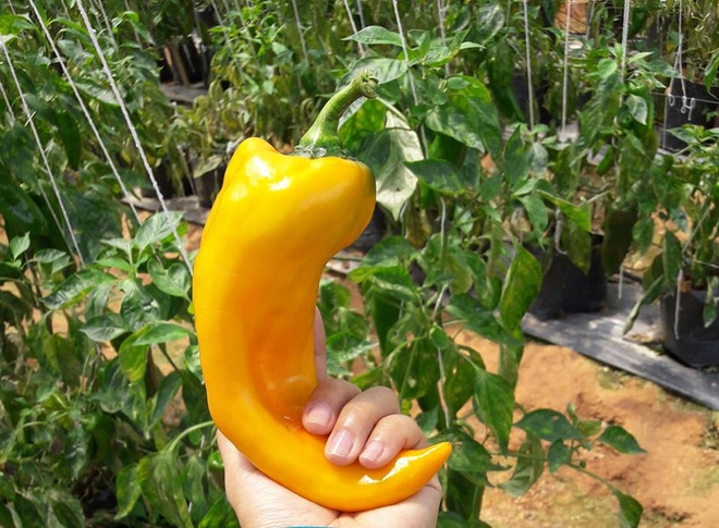 MJ164 Gói 20 hạt giống ớt sừng bò