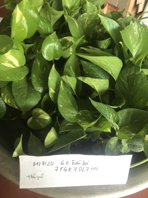 Cây trầu bà xanh giống (vạn niên thanh leo)
