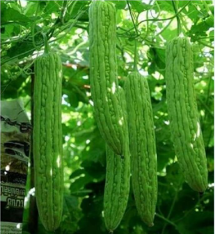 Hạt giống khổ qua khổng lồ (mướp đắng) Thái Lan 5 hạt - VTNT