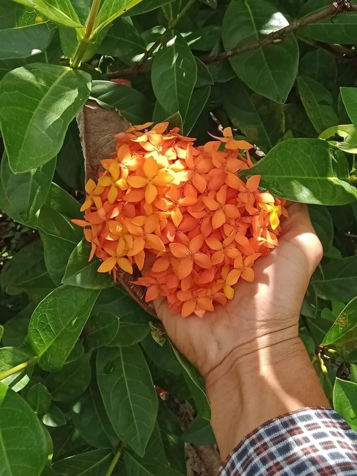 Mẫu Đơn Mỹ Cam - Cây Bông Trang Cam
