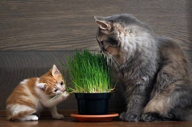 Bộ Trồng Cỏ Mèo