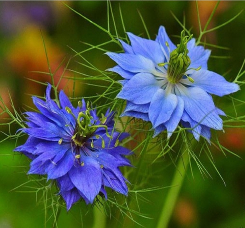 Hạt giống hoa Kim cương