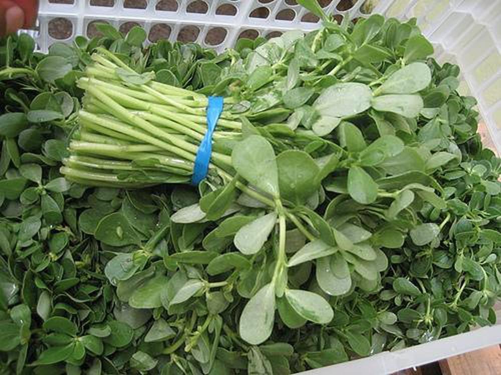 [HCM]Gói 2g hạt giống rau sam