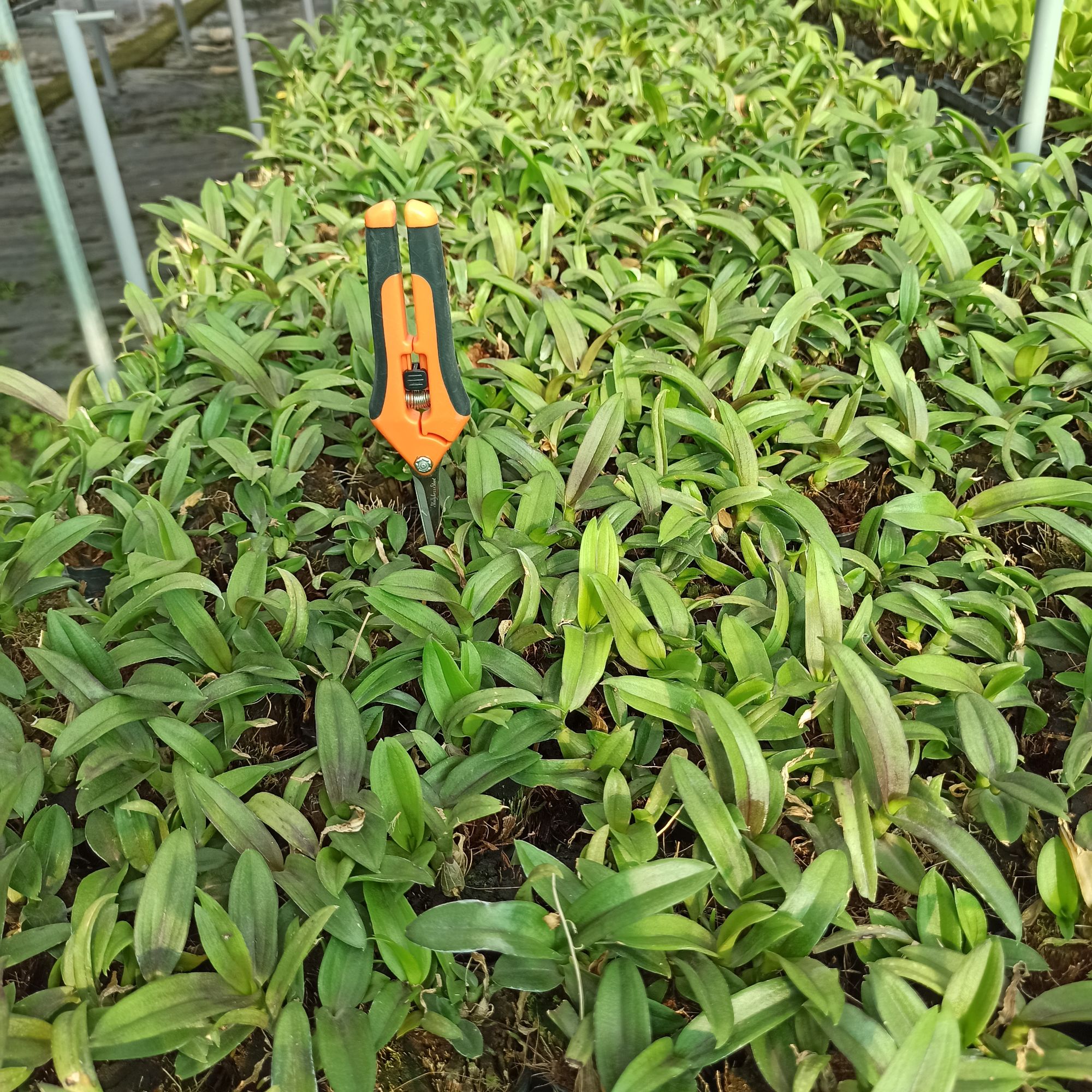 [HCM]Lan giống Dendro Yaya Mini Cực đẹp