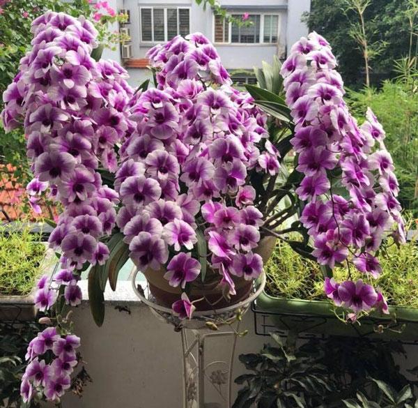 Cây Lan Dendro YaYa Mini Siêu Siêng Hoa, Cực dễ chăm