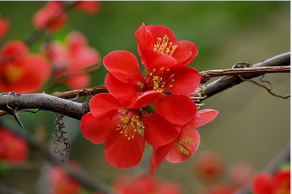 "Gói 5 Hạt " Hạt giống mai trung quốc hoa màu đỏ