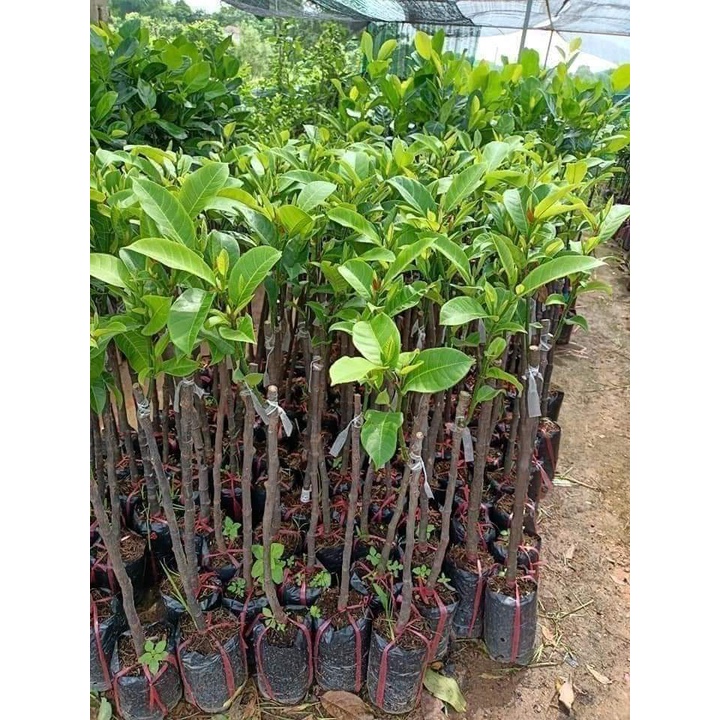 Cây Giống Mít ướt (cây ghép siêu sớm trái)
