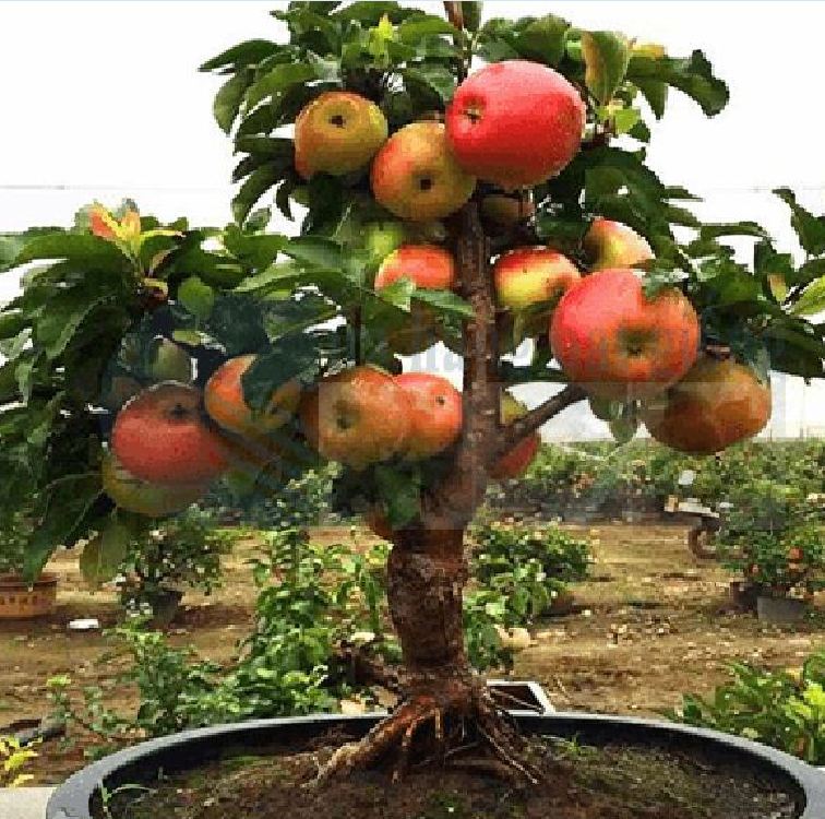 Hạt giống cây táo lùn đỏ ( táo bonsai ) - Gói 10 hạt