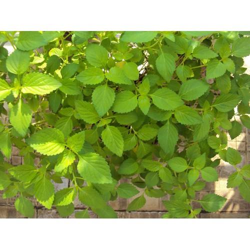 Hạt giống kinh giới 2gr