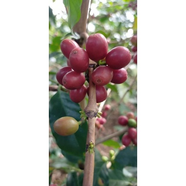 Cây giống Cà phê vối (Robusta)
