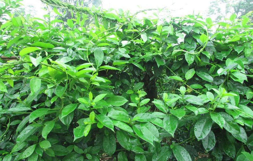 combo 4 cây thìa canh ( tặng 1 cây)