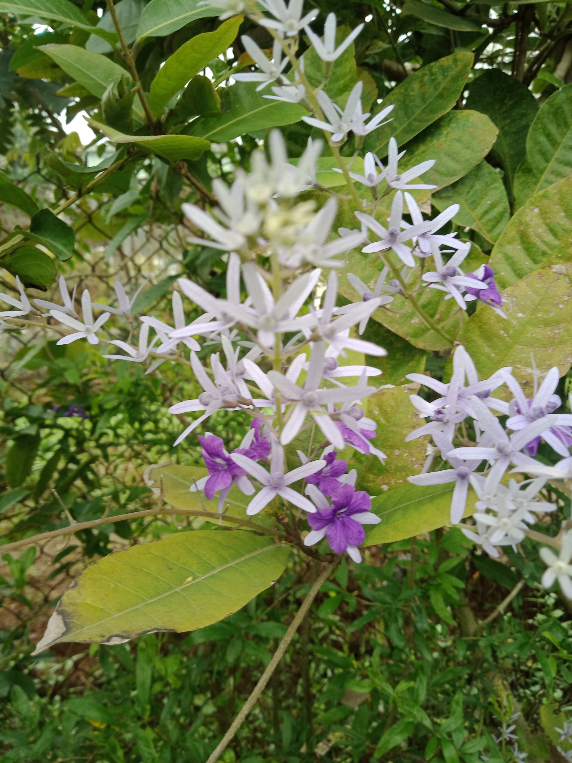 cây hoa mai xanh Đà Lạt