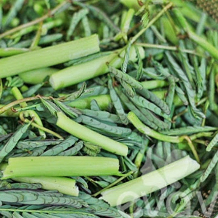 Hạt giống Rau nhút gói 1gr