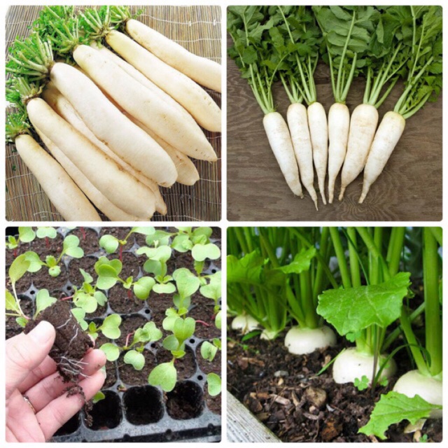 Hạt giống củ cải trắng - gói 20gram