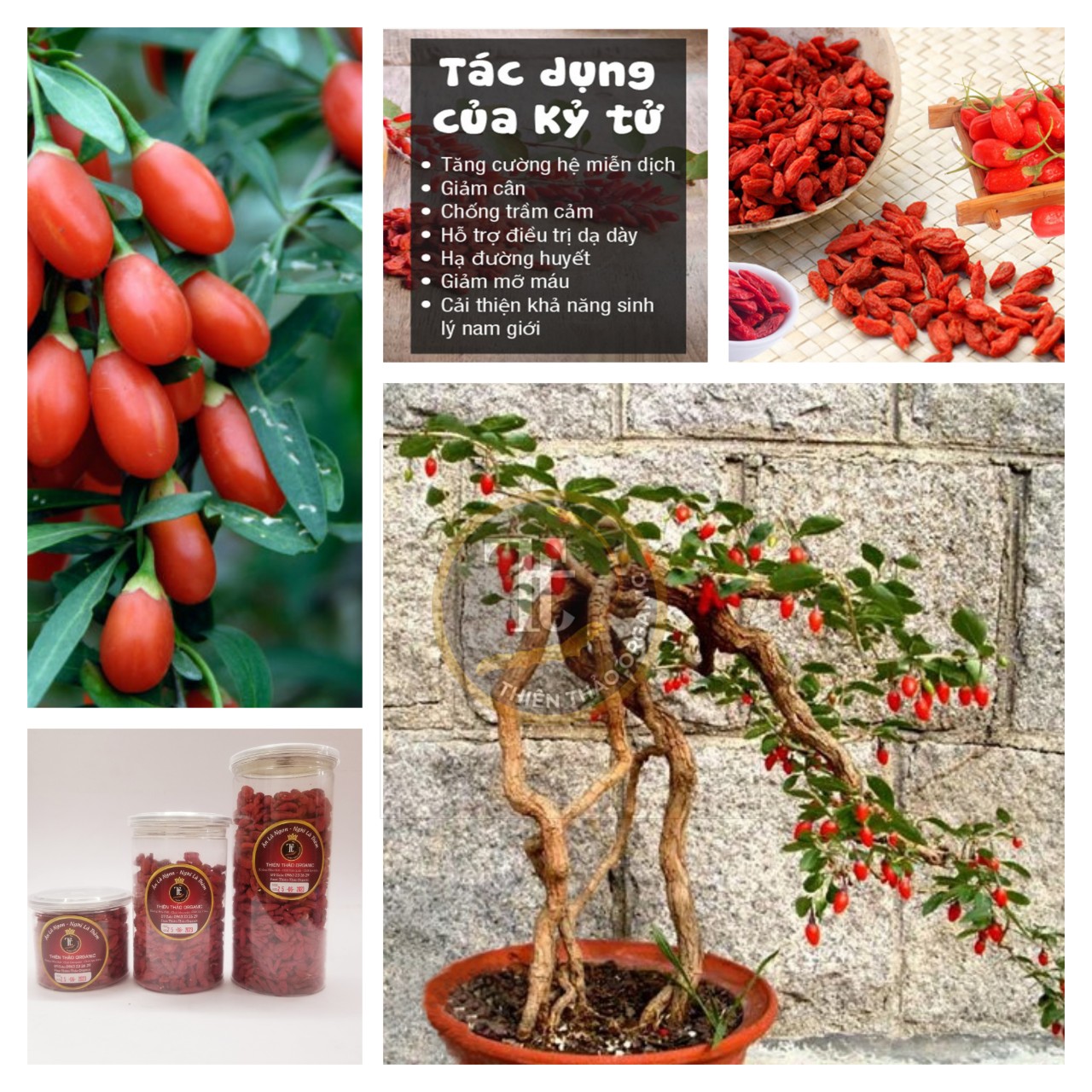 Kỷ Tử Hữu Cơ Thiên Thảo Organic 300gr