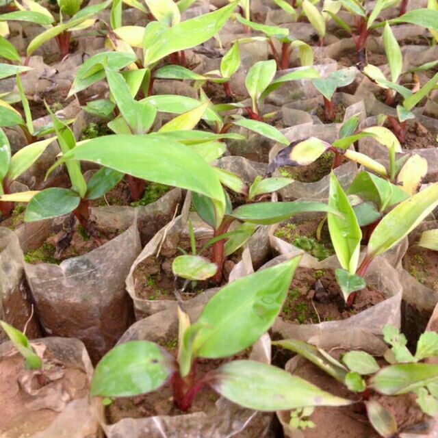 CÂY GIỐNG CHUỐI TÂY ĐỎ DACCA