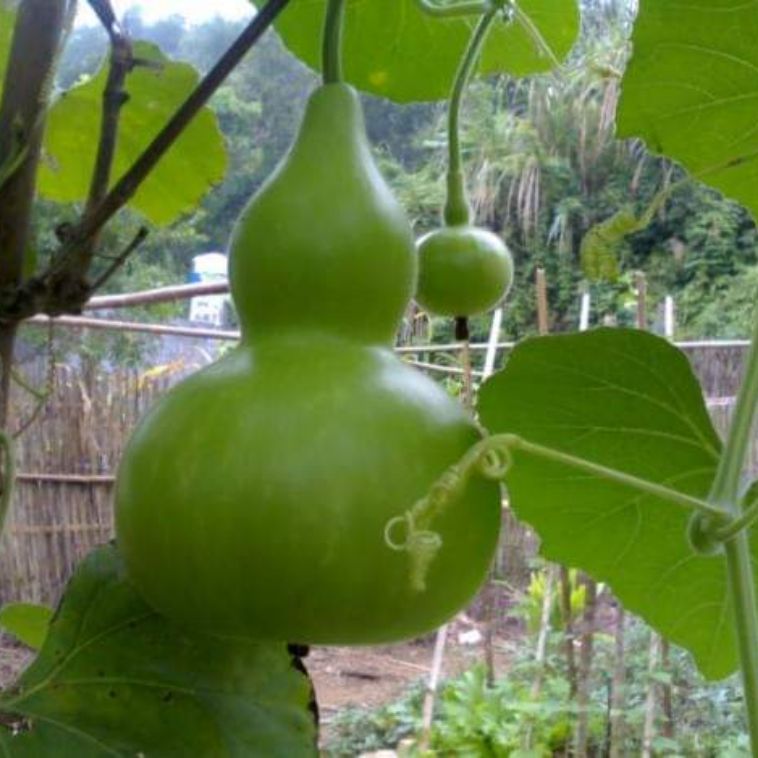 HẠT BẦU HỒ LÔ 10 hạt