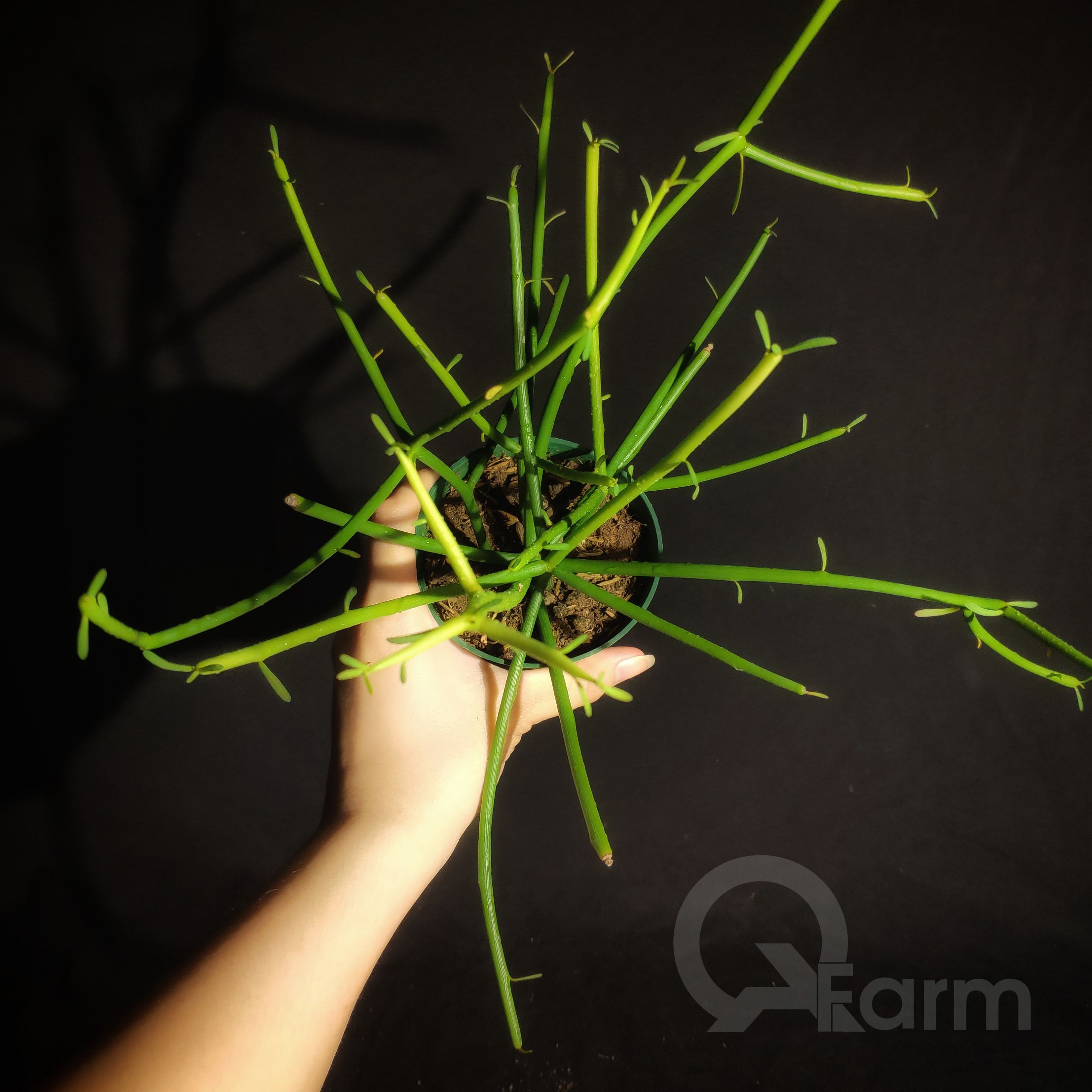 Cây san hô xanh (giao, xương khô, pencil cactus)