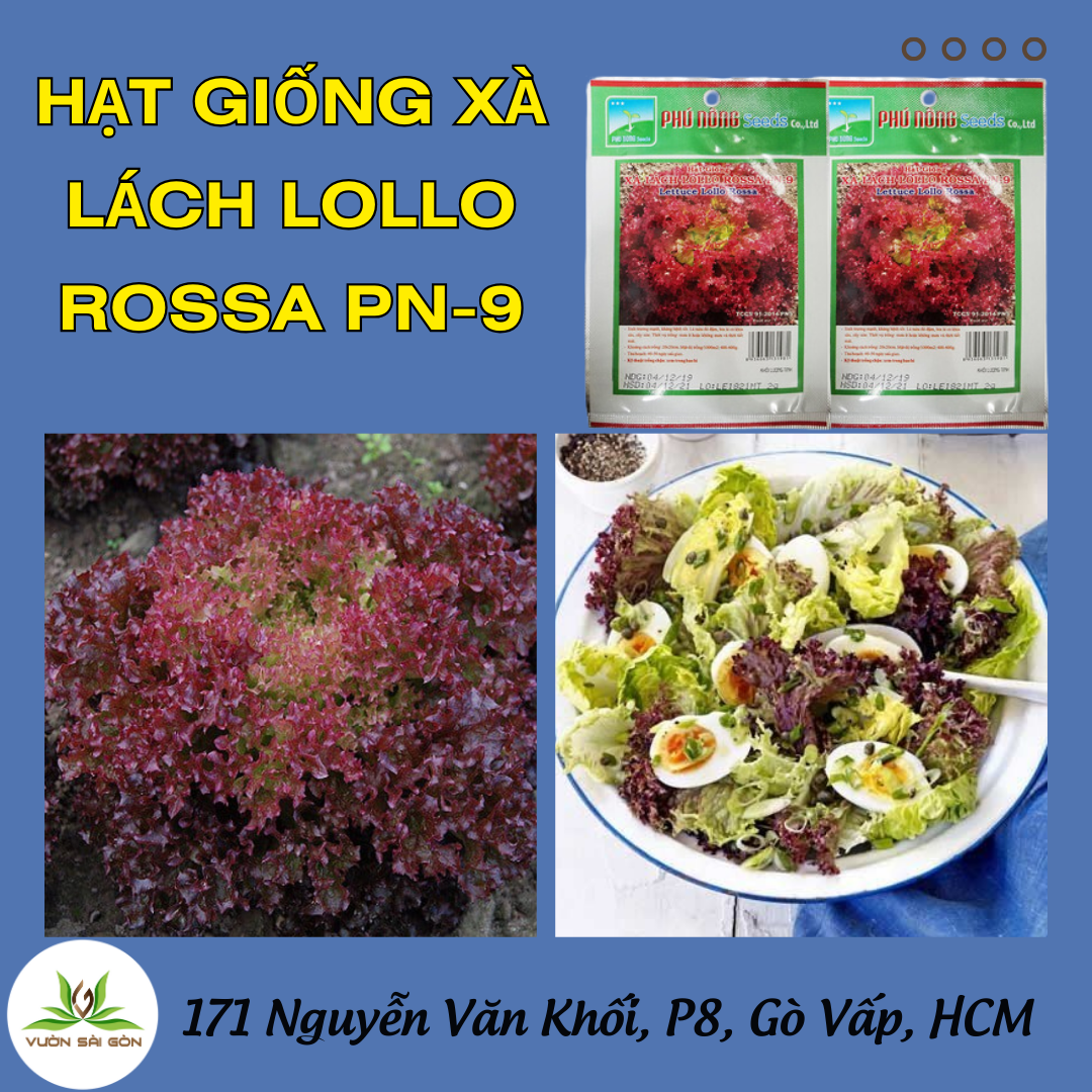 Hạt giống Xà Lách Tím LOLLO ROSSA PN-9 ( xà lách xoăn tím) gói 2gr ,  hạt giống chắc khỏe, tỉ lệ nẩy mầm cao (Vườn Sài Gòn)