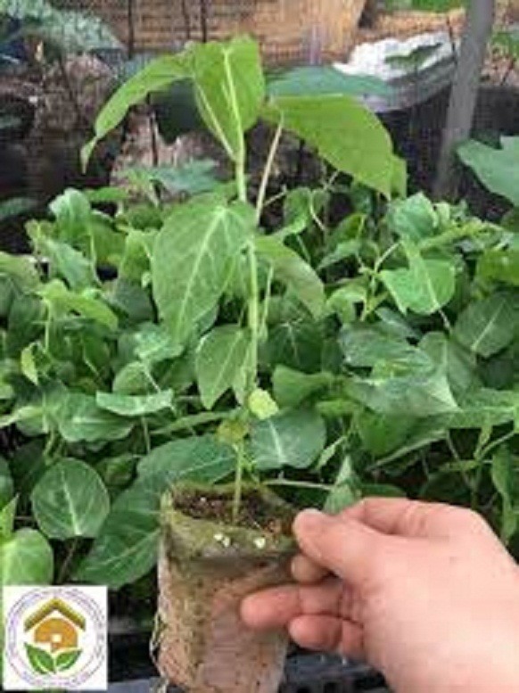 CÂY GIỐNG CHANH LEO VÀNG