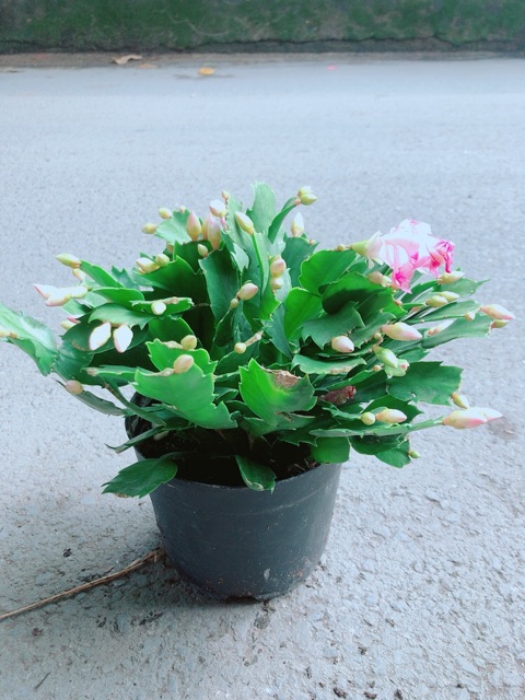 Chậu Tiểu Quỳnh (Càng Cua)