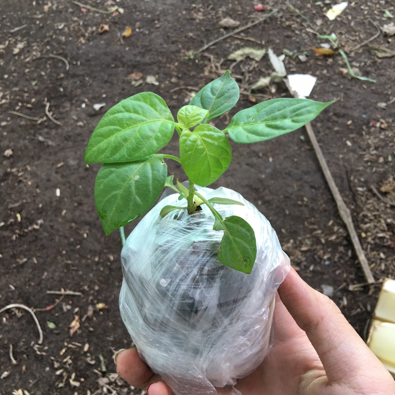 Chậu cây giống ớt Peru Aji Charapita