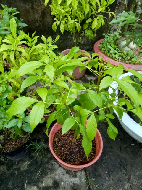 Cây Giống Hoa Huỳnh Liên vàng