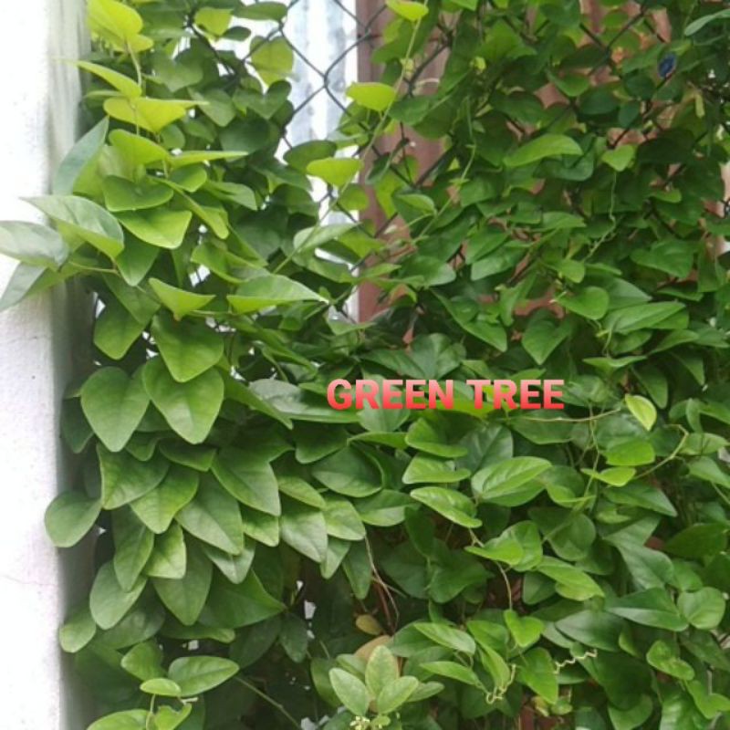 Hạt giống sương sâm láng(trơn)