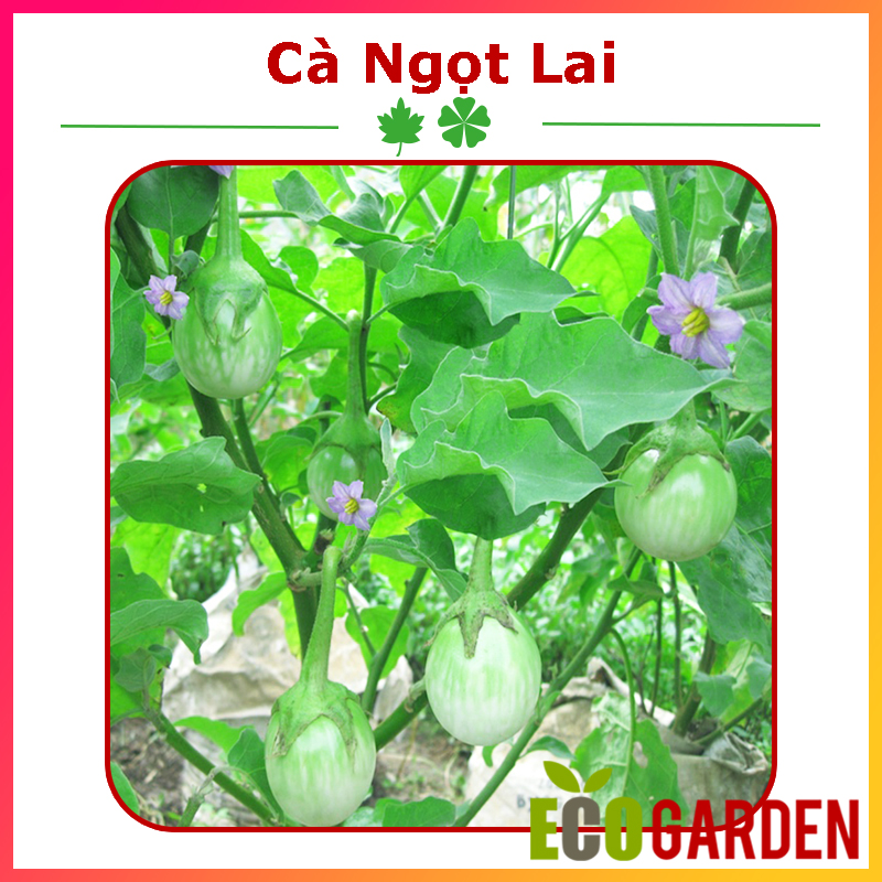 Hạt Giống Cà Ngọt Lai F1 (Cà Pháo Trứng) (ECO.179)