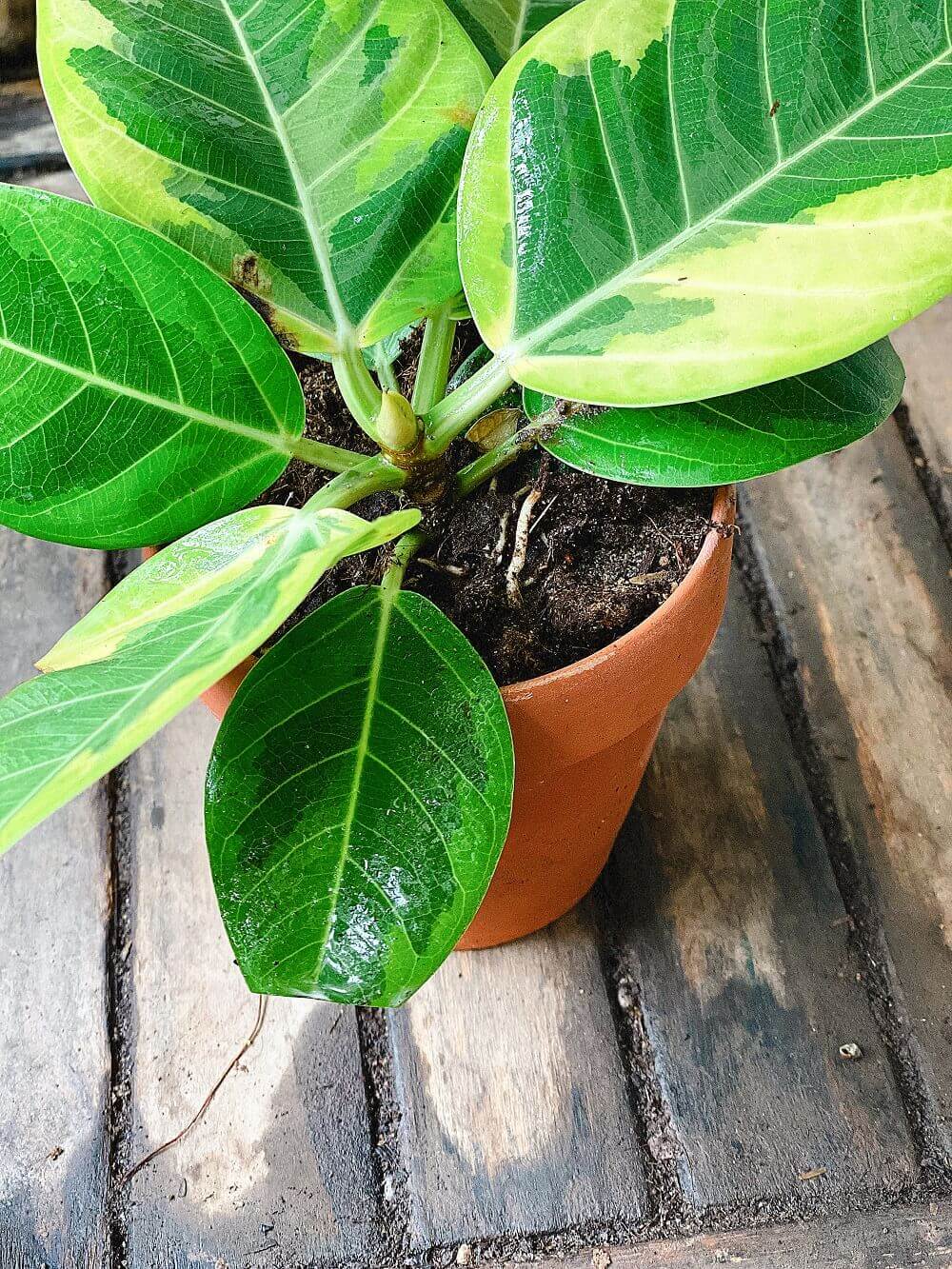Cây Ficus Elastica Lemon Lime (Cây Đa Cẩm Thạch Xanh Lemon Lime) chậu đất nung