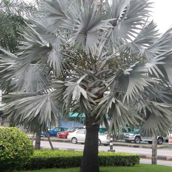 Cây kè bạc ( cọ bạc) giống