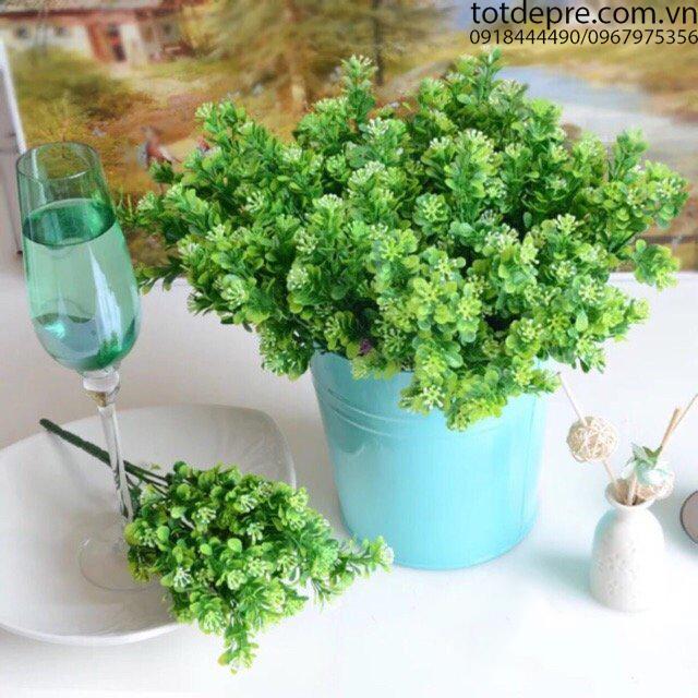 Cây hoa ngâu - Cây nhụa cao cấp