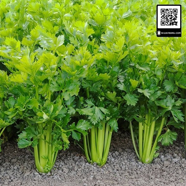 Hạt Giống Cần Xanh Pascal Sen Vàng Gói 2Gram