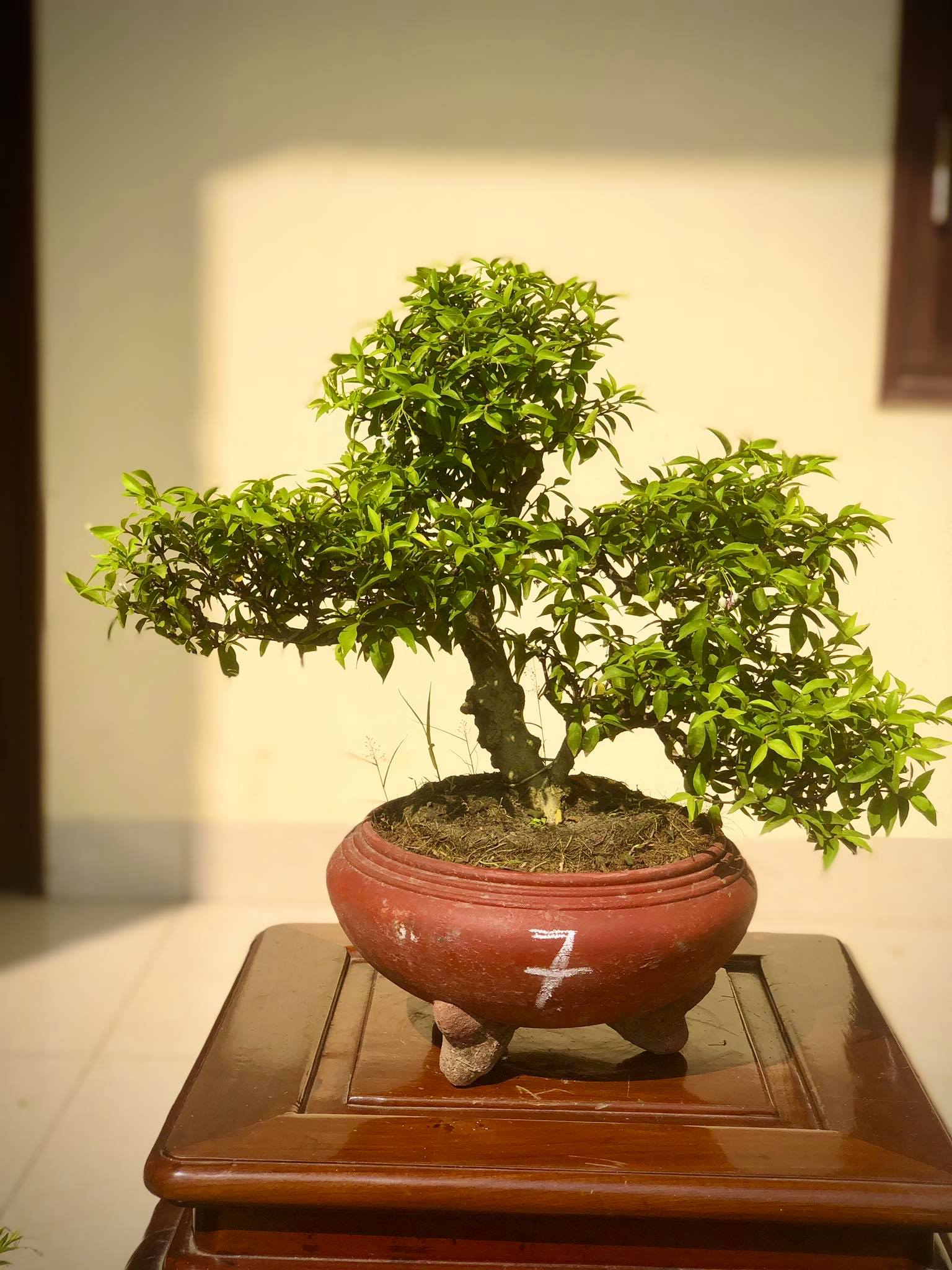 Cây mai chiếu thủy bonsai