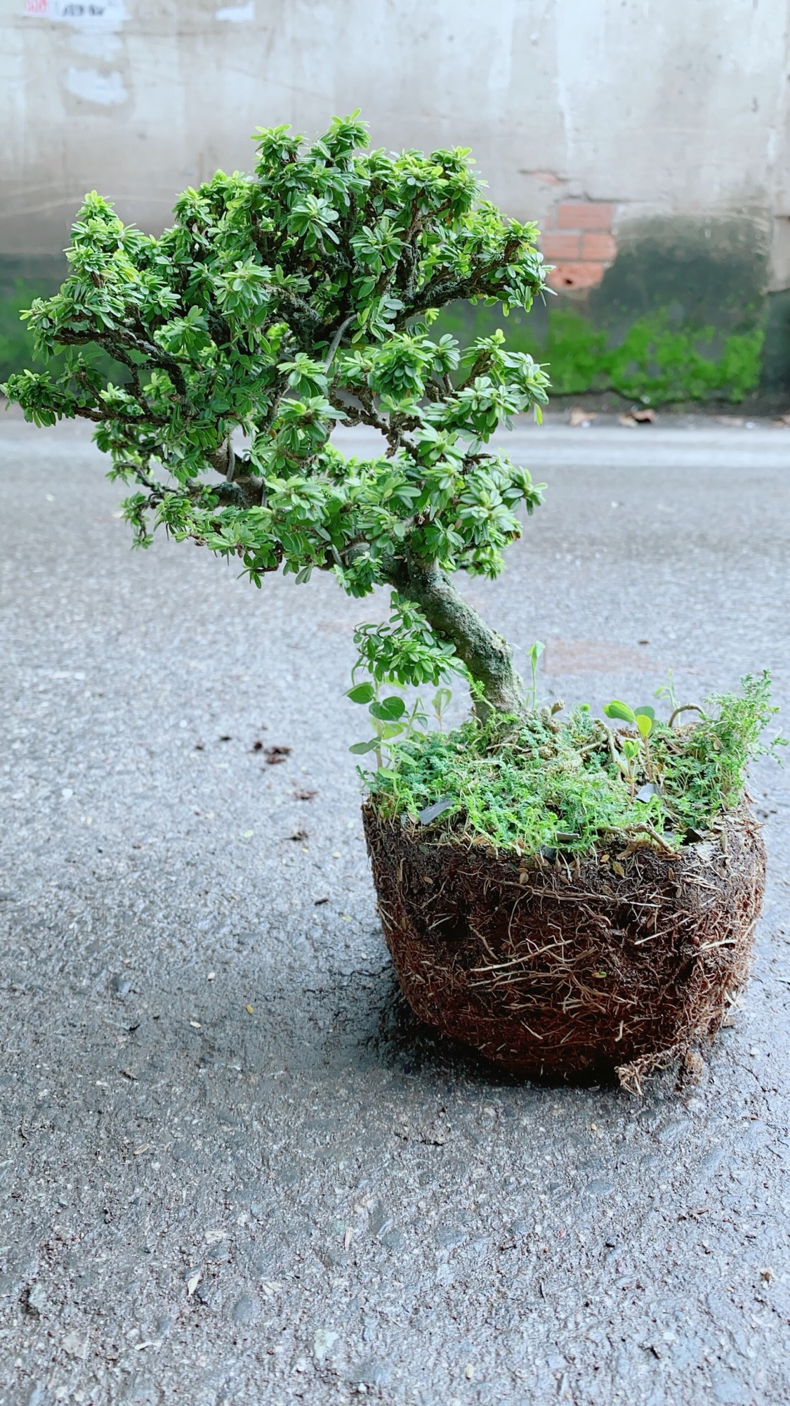 Cây Linh Sam Hạt Gạo Bonsai